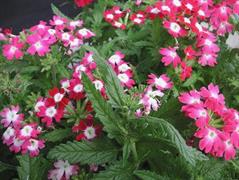 شاهپسند یکساله